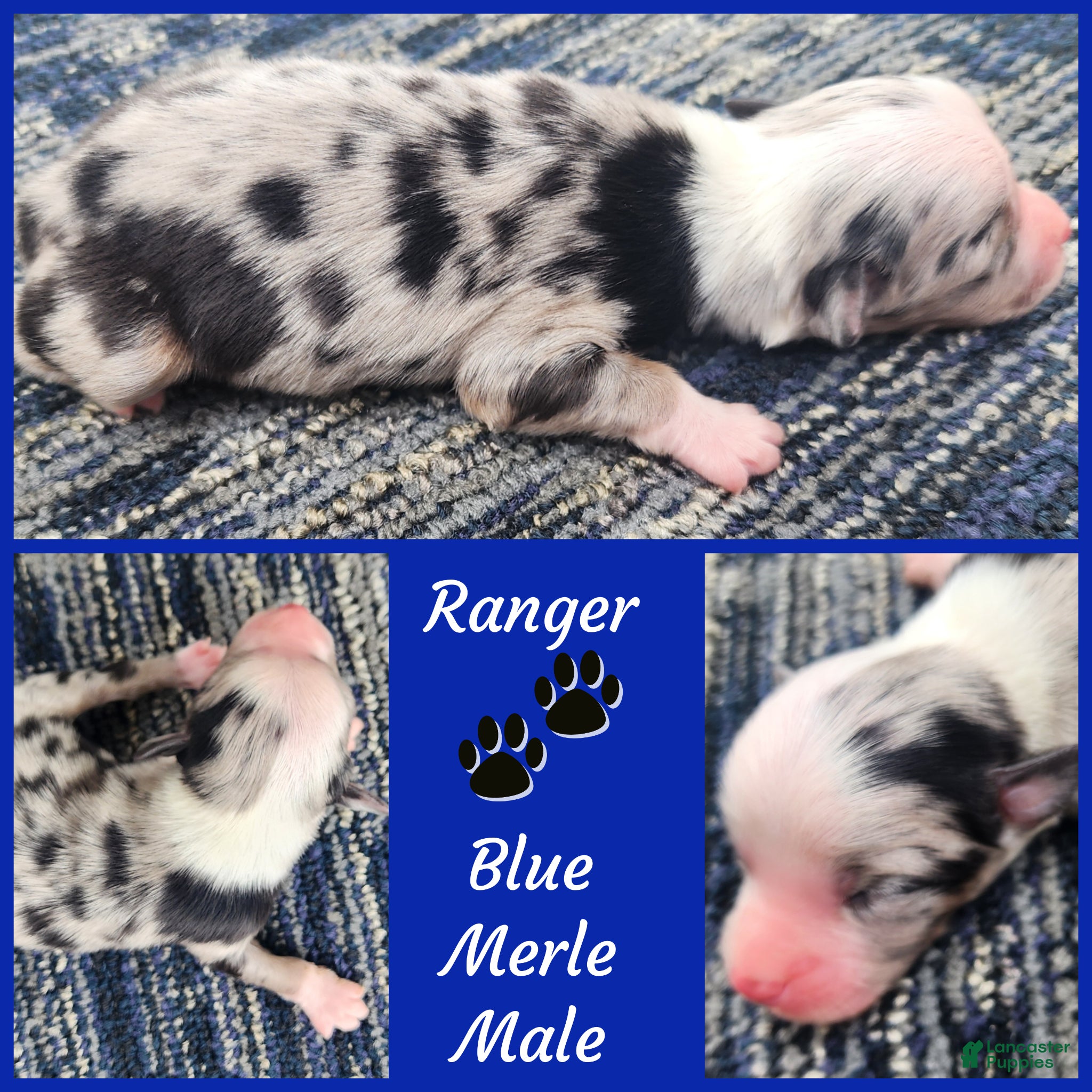 Miniature Australian Shepherd dogs Ranger - Ad 9