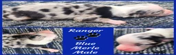 Miniature Australian Shepherd dogs for sale: Ranger - Ad 1