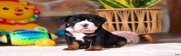 Mixed Breed dogs for sale: Chloe - Ad 4