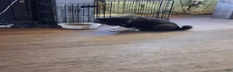 Akita dogs for sale: Yuki the Akita! - Ad 30