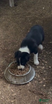 Border Collie (Border Collie, Female) in Homestead, FL