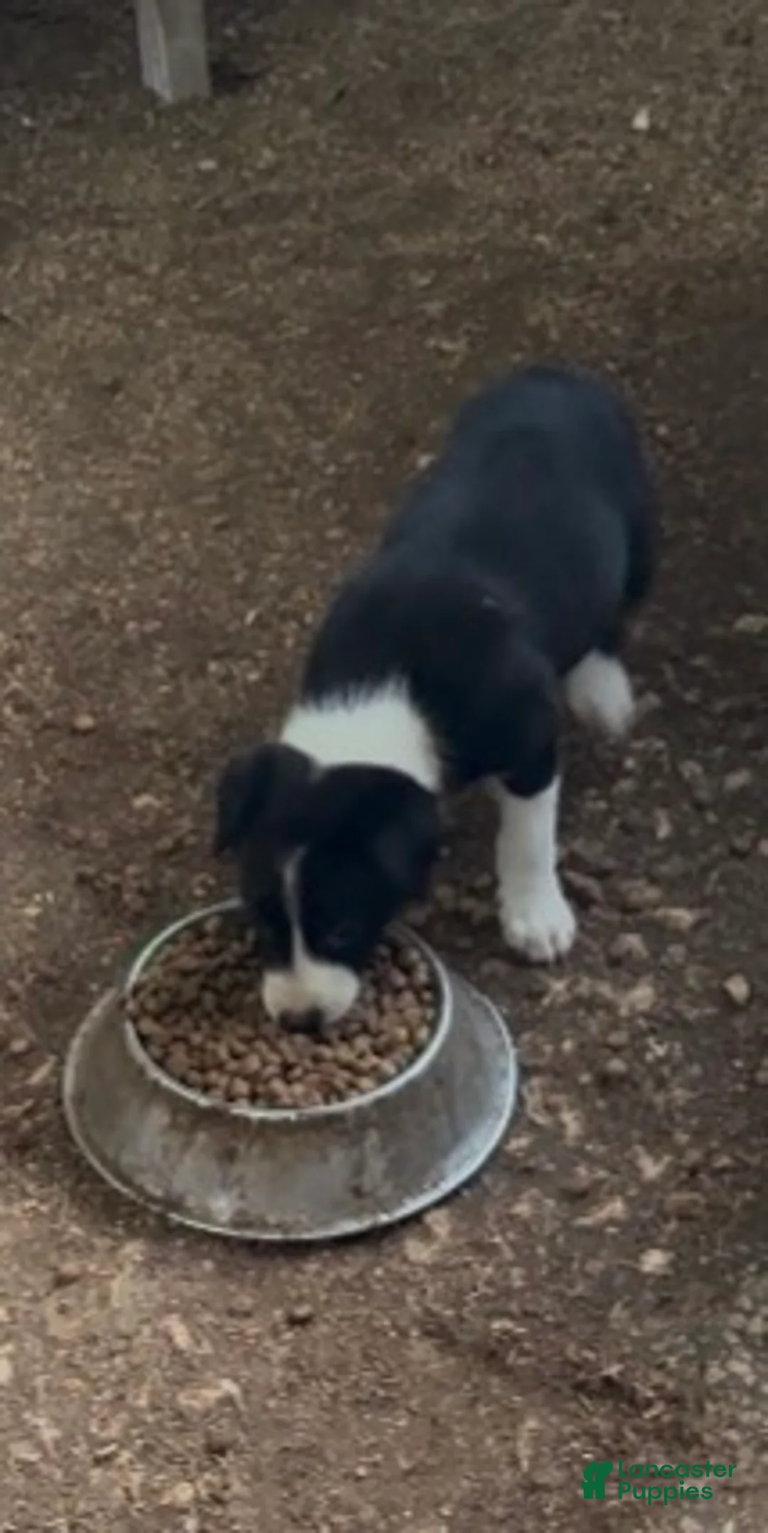 Border Collie dogs for sale: Border Collie 2 - Ad 1