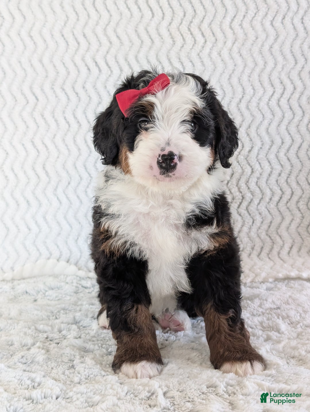 Mini Bernedoodle dogs for sale: Mini Jamie  - Ad 11