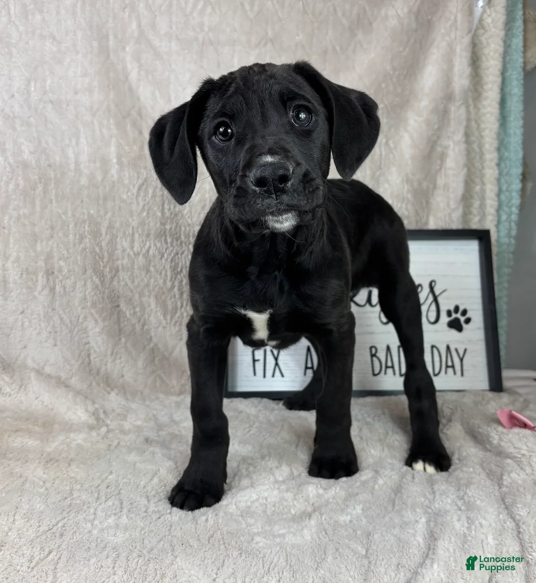 Mixed Breed dogs for sale: Silas  - Ad 1