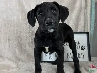 Mixed Breed dogs Silas - Ad 13