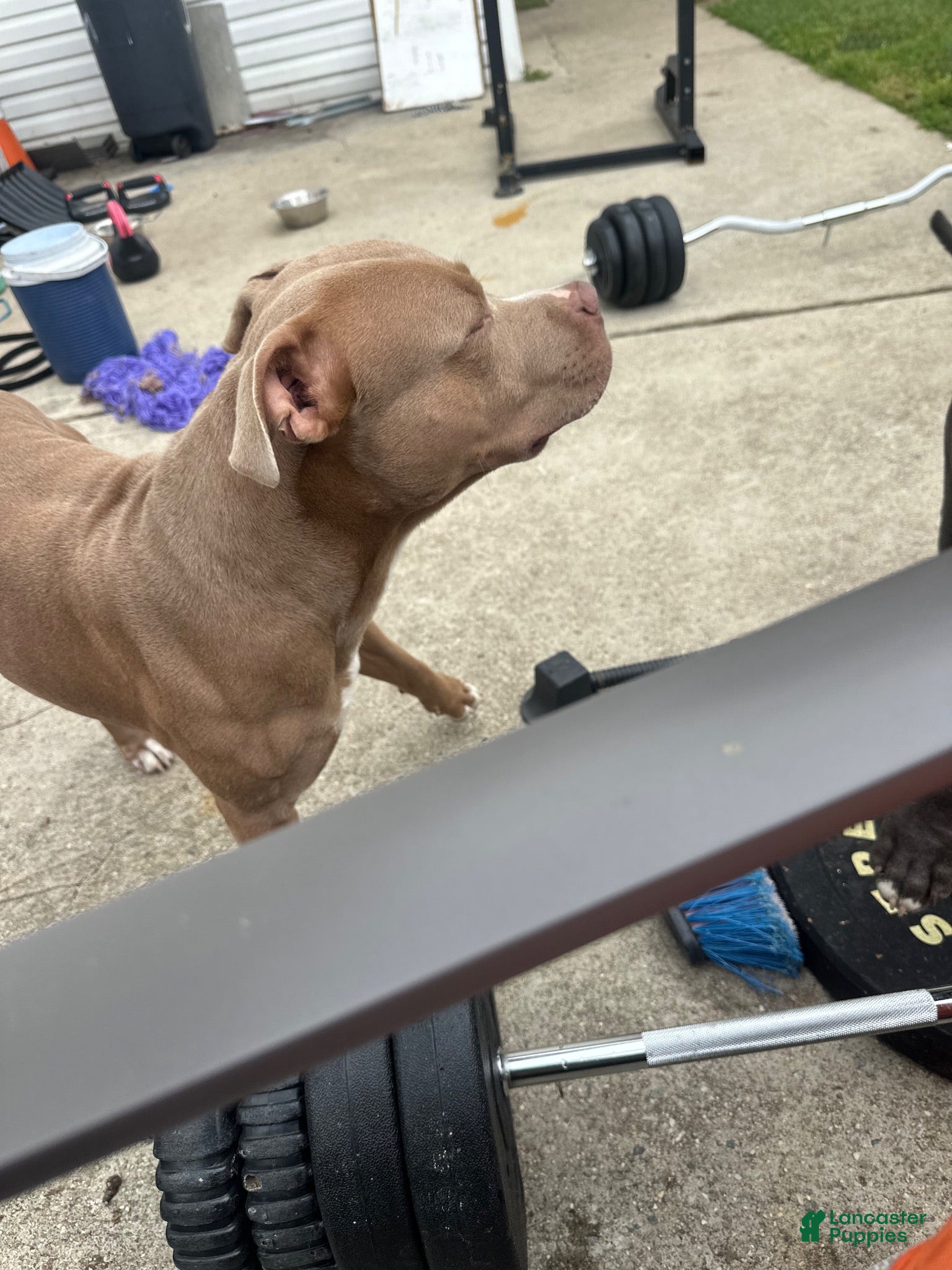 American Bully dogs Pitweiler Pack  - Ad 16