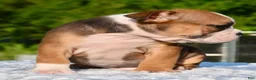 Mixed Breed dogs for sale: Bruno mini hybrid bulldog  - Ad 11