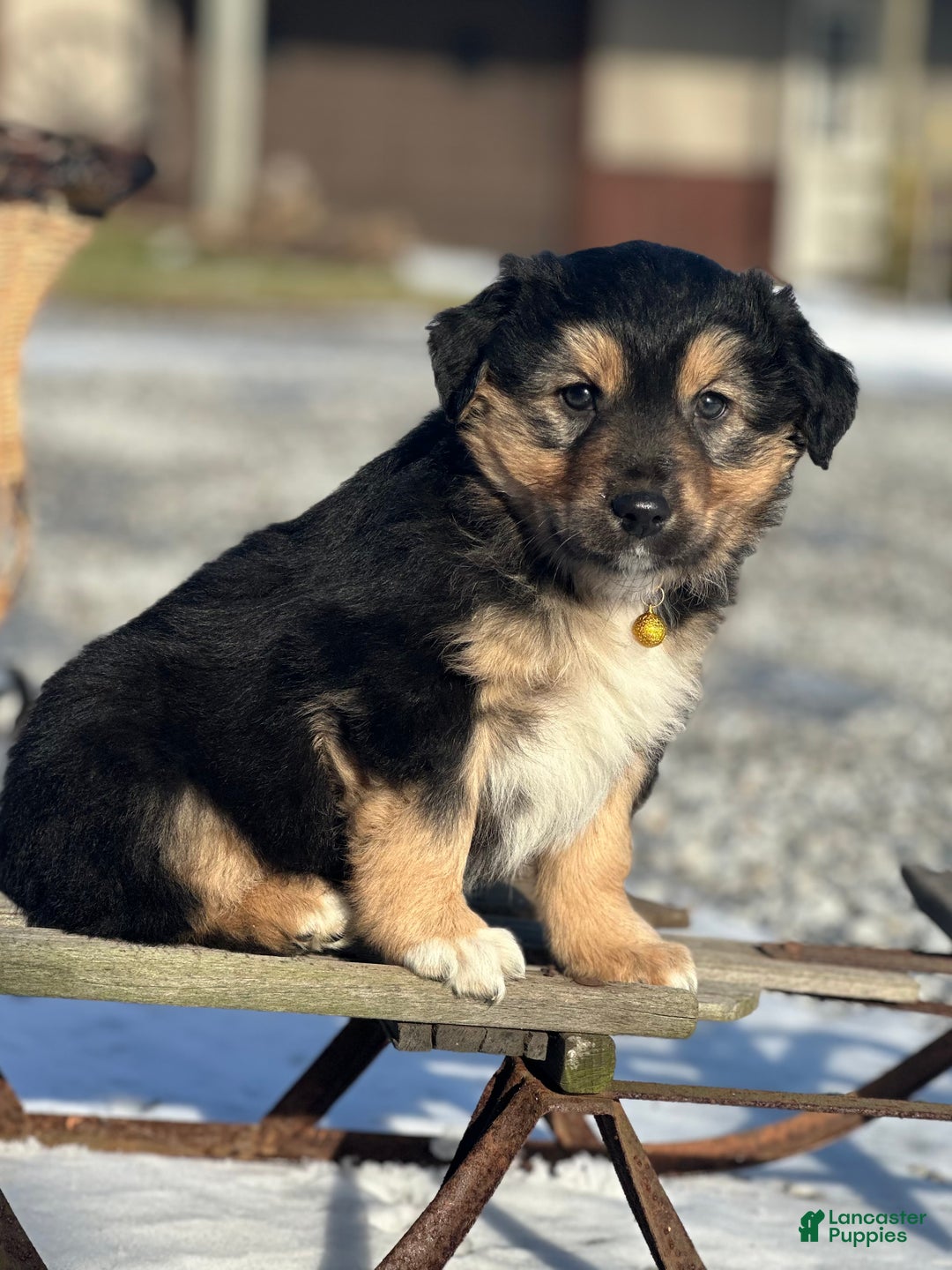 Miniature Australian Shepherd dogs for sale: Flurry - Ad 1