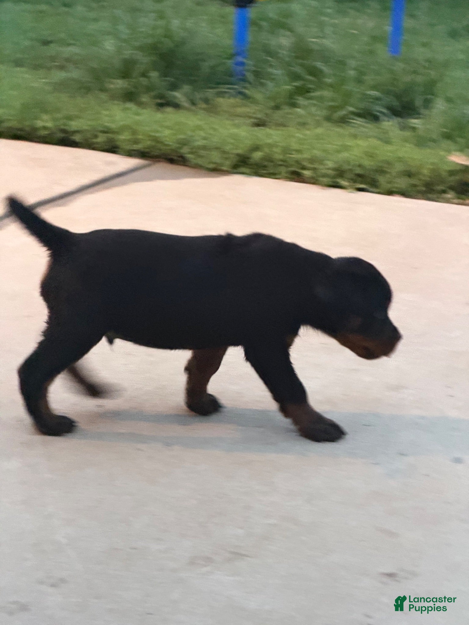 Rottweiler dogs Rottweiler 1 - Ad 2