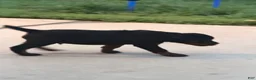 Rottweiler dogs for sale: Rottweiler 1 - Ad 2