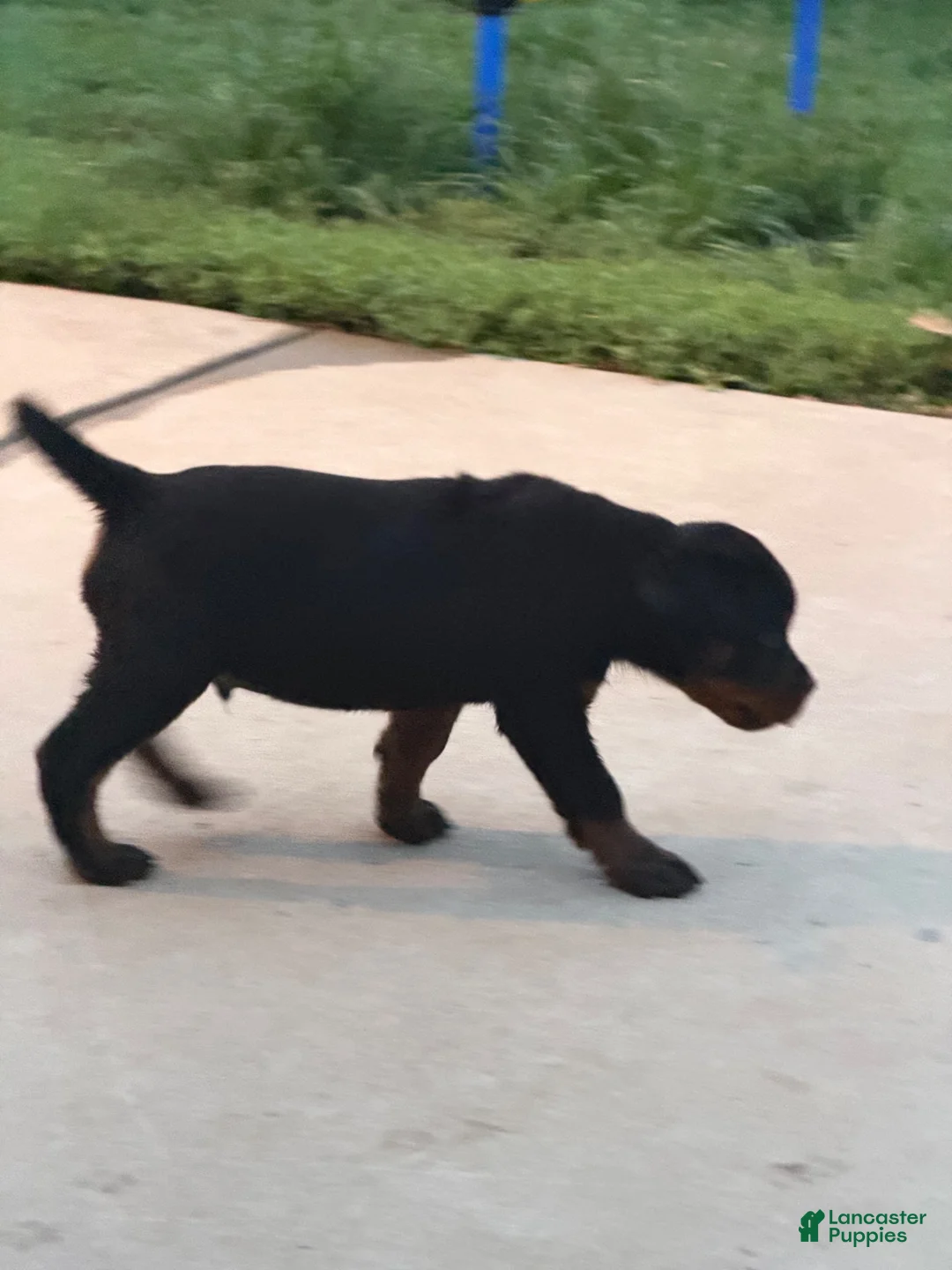 Rottweiler dogs for sale: Rottweiler 1 - Ad 2