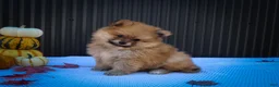 Pomeranian dogs for sale: Max🐾 - Ad 6
