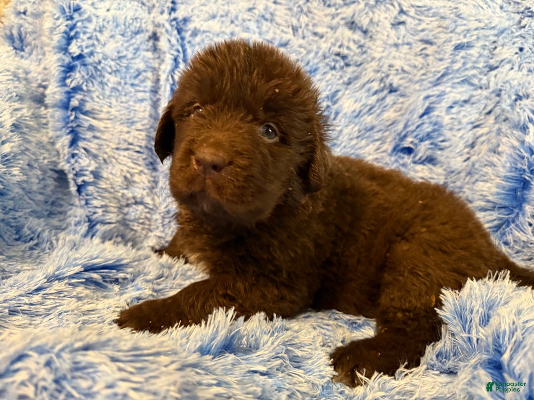 Newfoundland dogs for sale: Newfoundland Puppy 1 - Ad 2