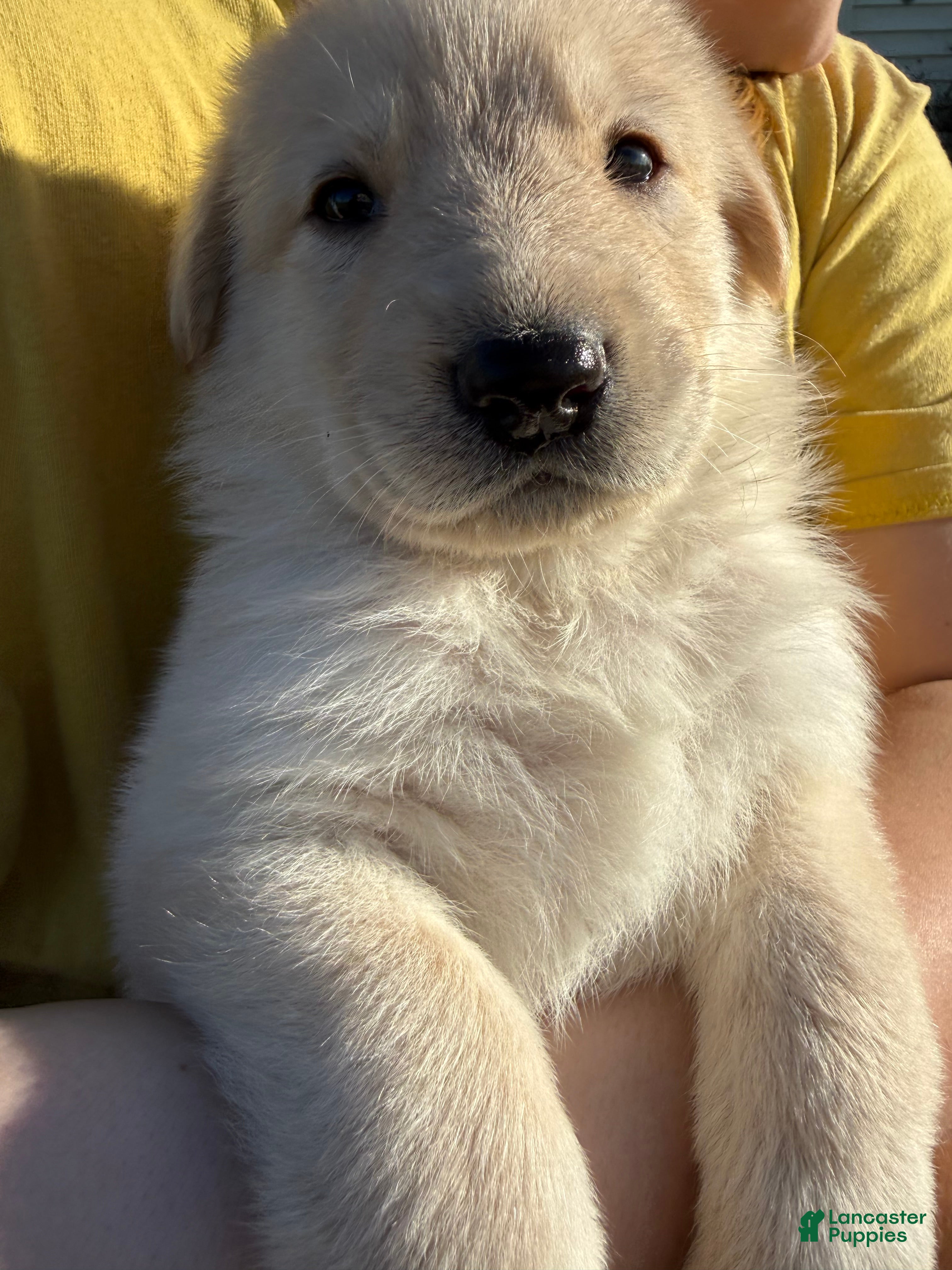 Mixed Breed dogs Jellybean  - Ad 30