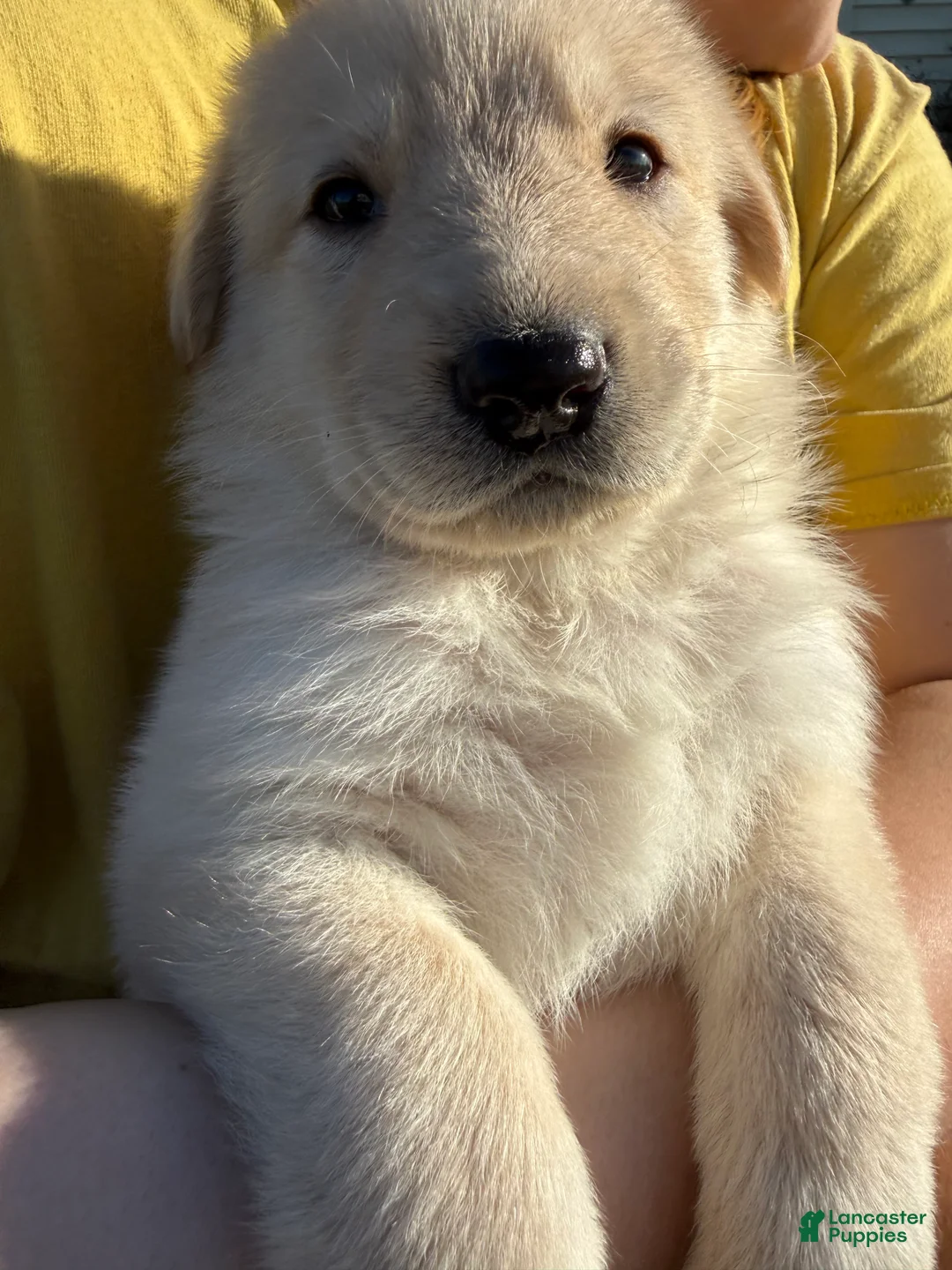 Mixed Breed dogs for sale: Jellybean  - Ad 1