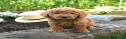 Miniature Poodle dogs for sale: Nova - Ad 3