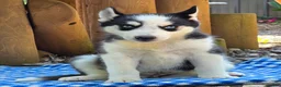 Siberian Husky dogs for sale: Felix - Ad 3