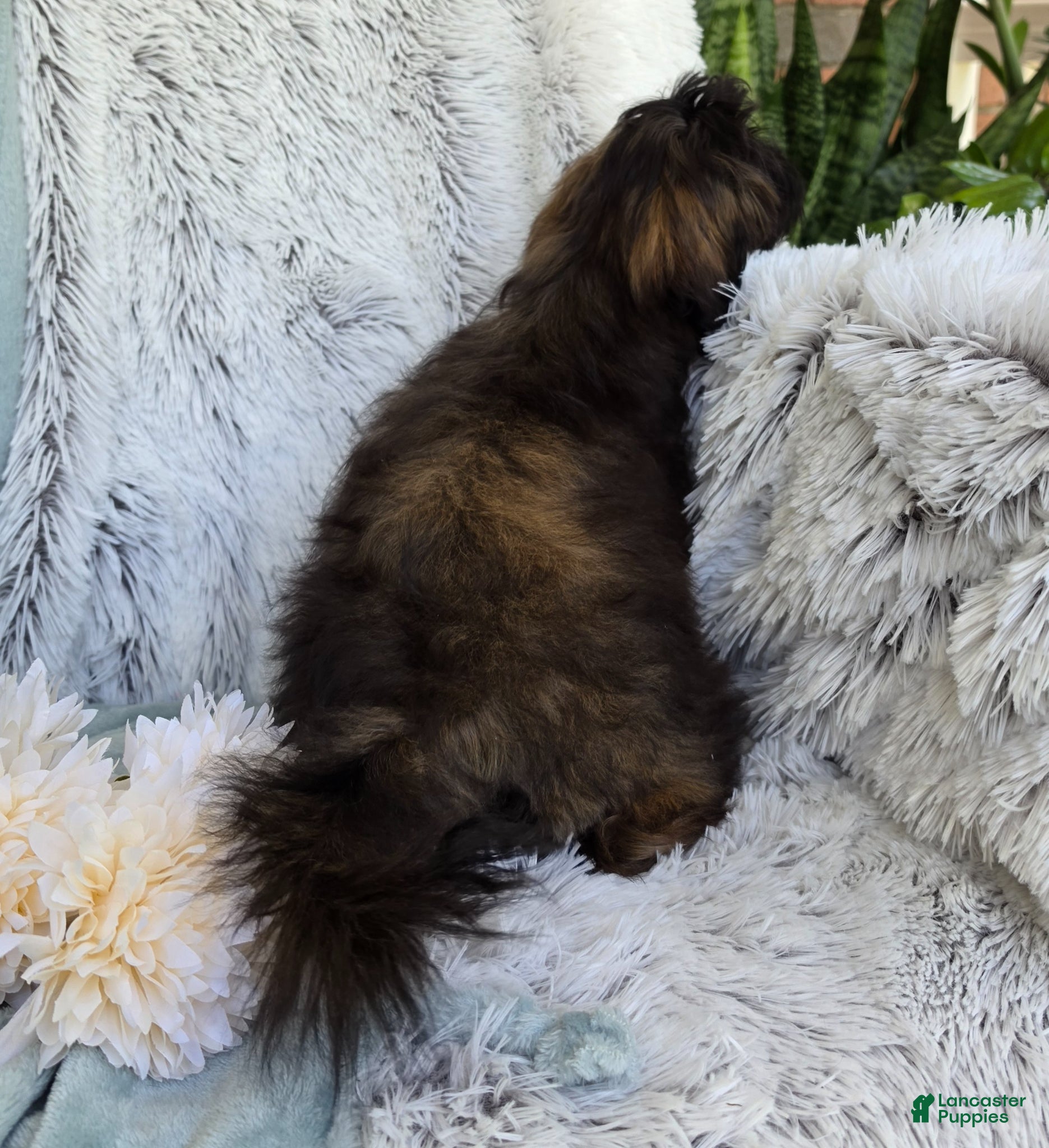 Shihpoo dogs Skyler - Ad 1