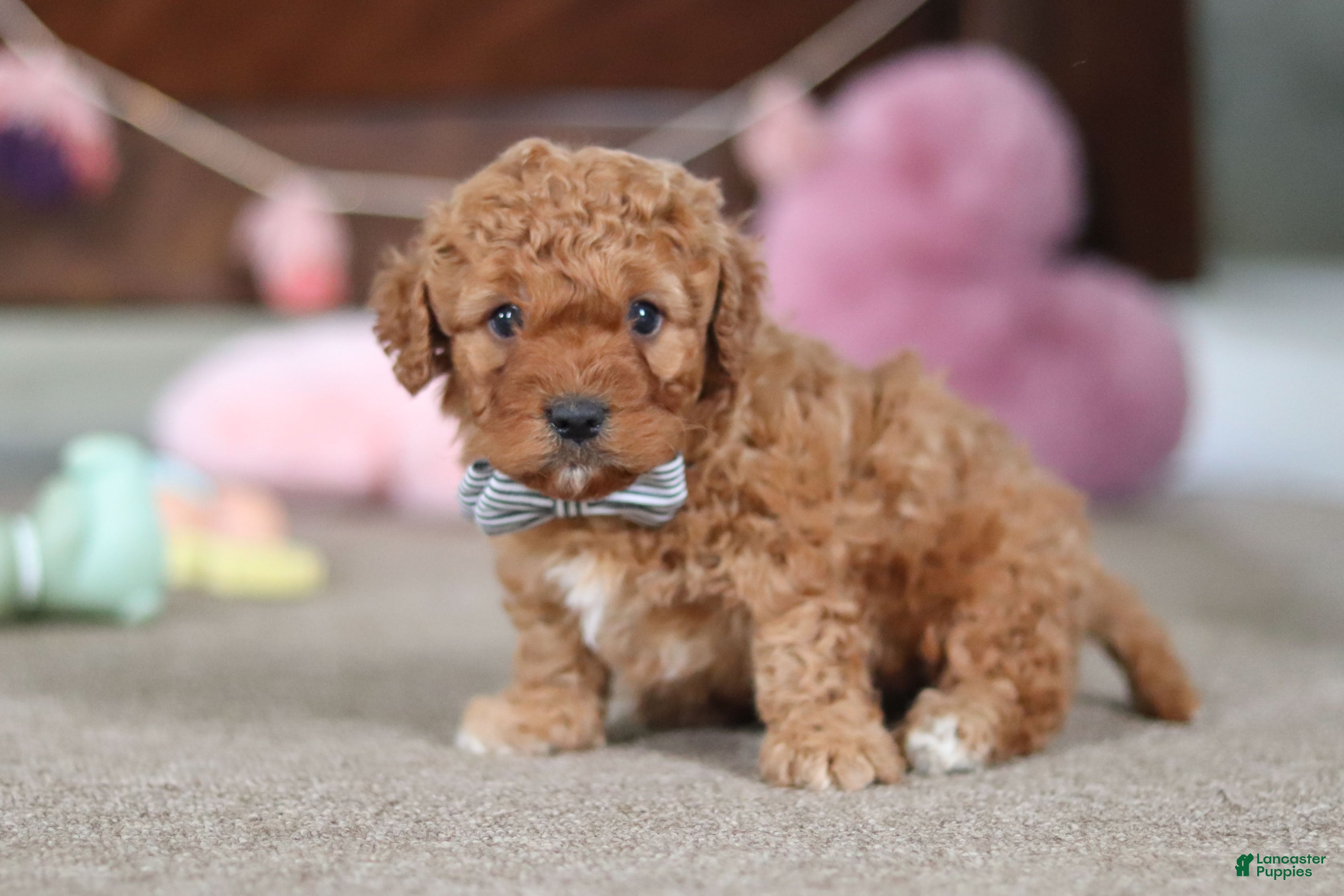 Cavapoo dogs Henry - Ad 2