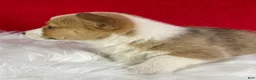 Welsh Corgi Pembroke dogs for sale: Maple - Ad 4