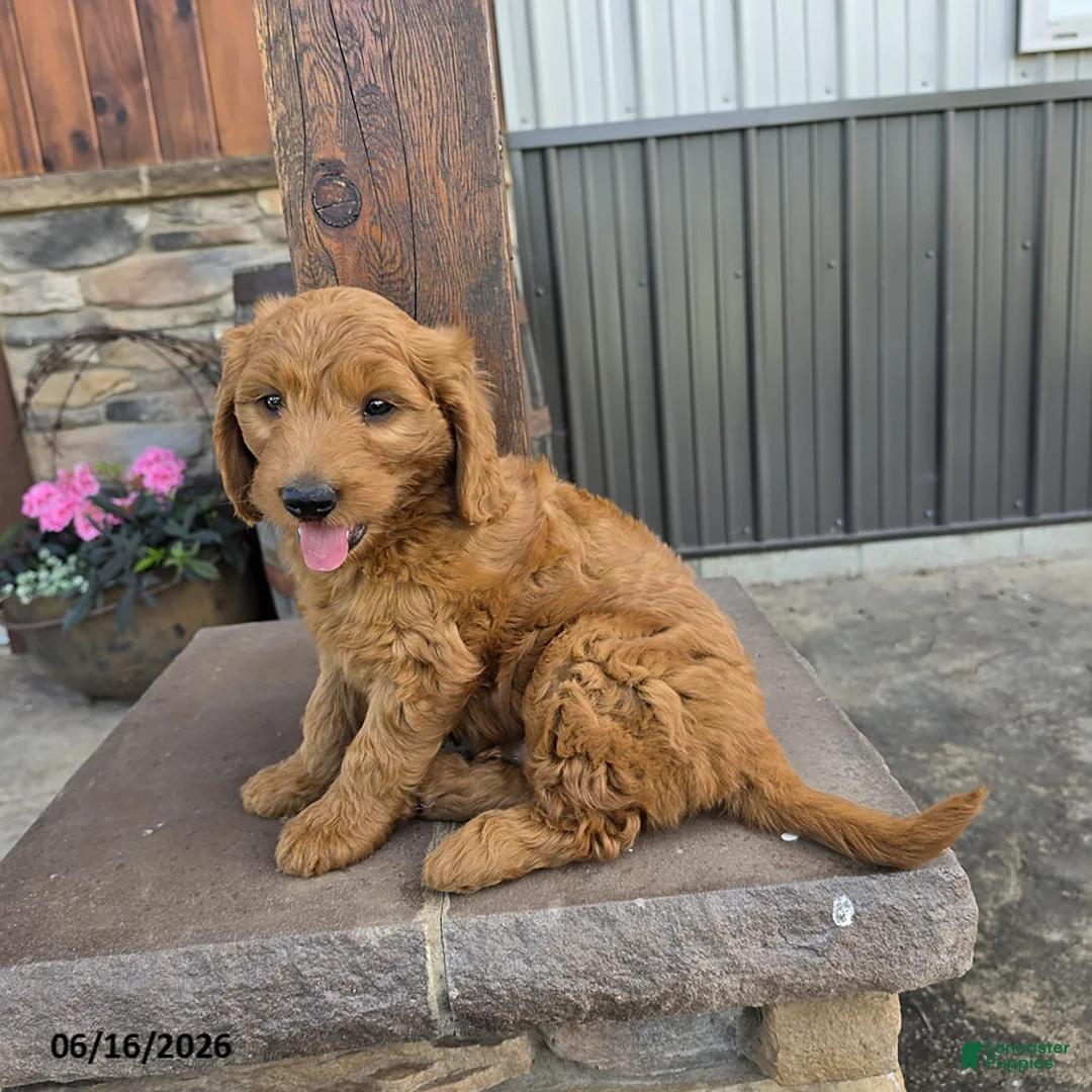 Goldendoodle dogs for sale: Jake - Ad 4