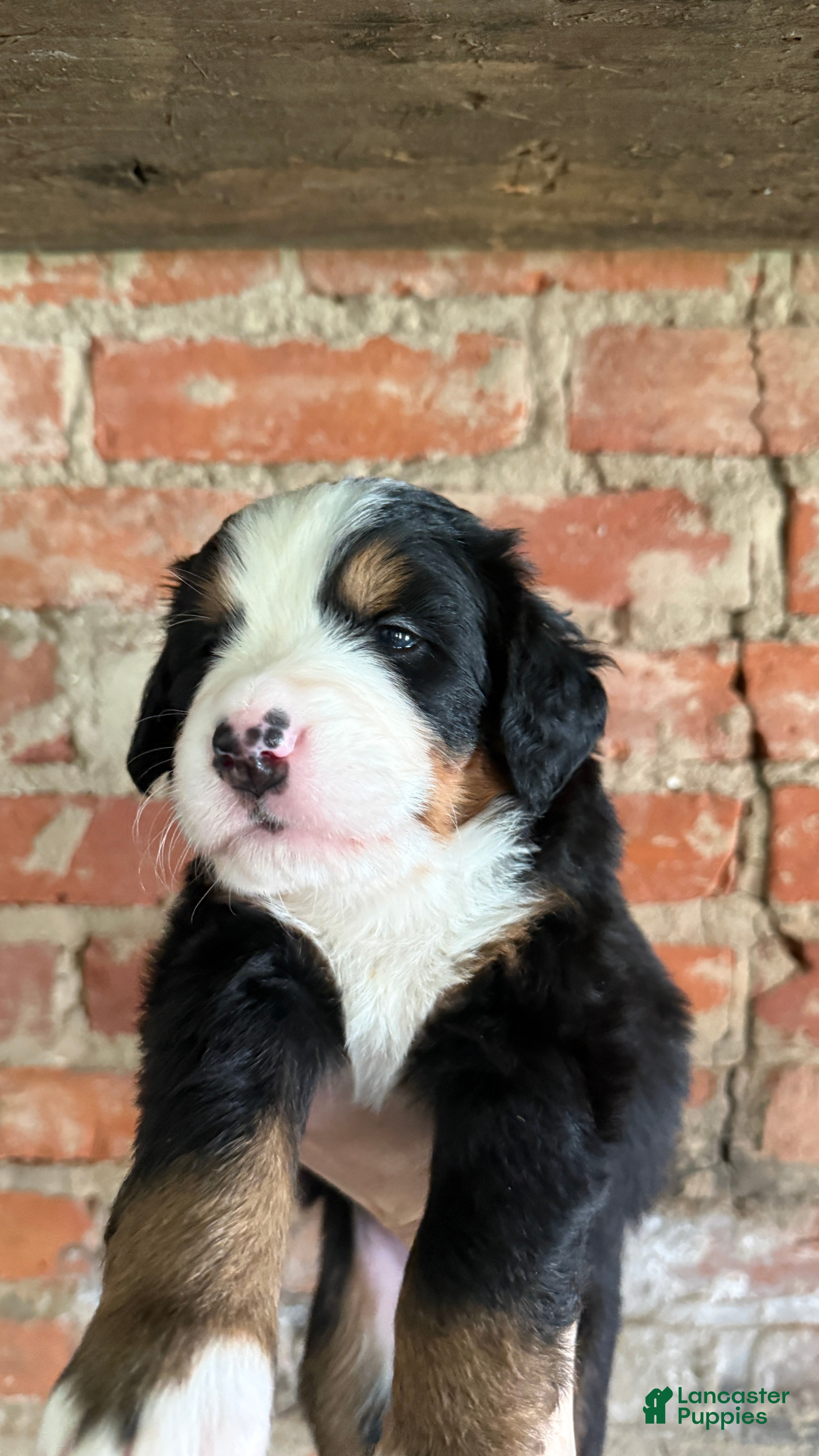 Bernese Mountain Dog dogs Red Boy - Ad 1