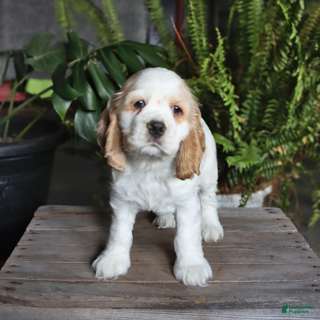 English Cocker Spaniel dogs for sale: Popsicle - Ad 2
