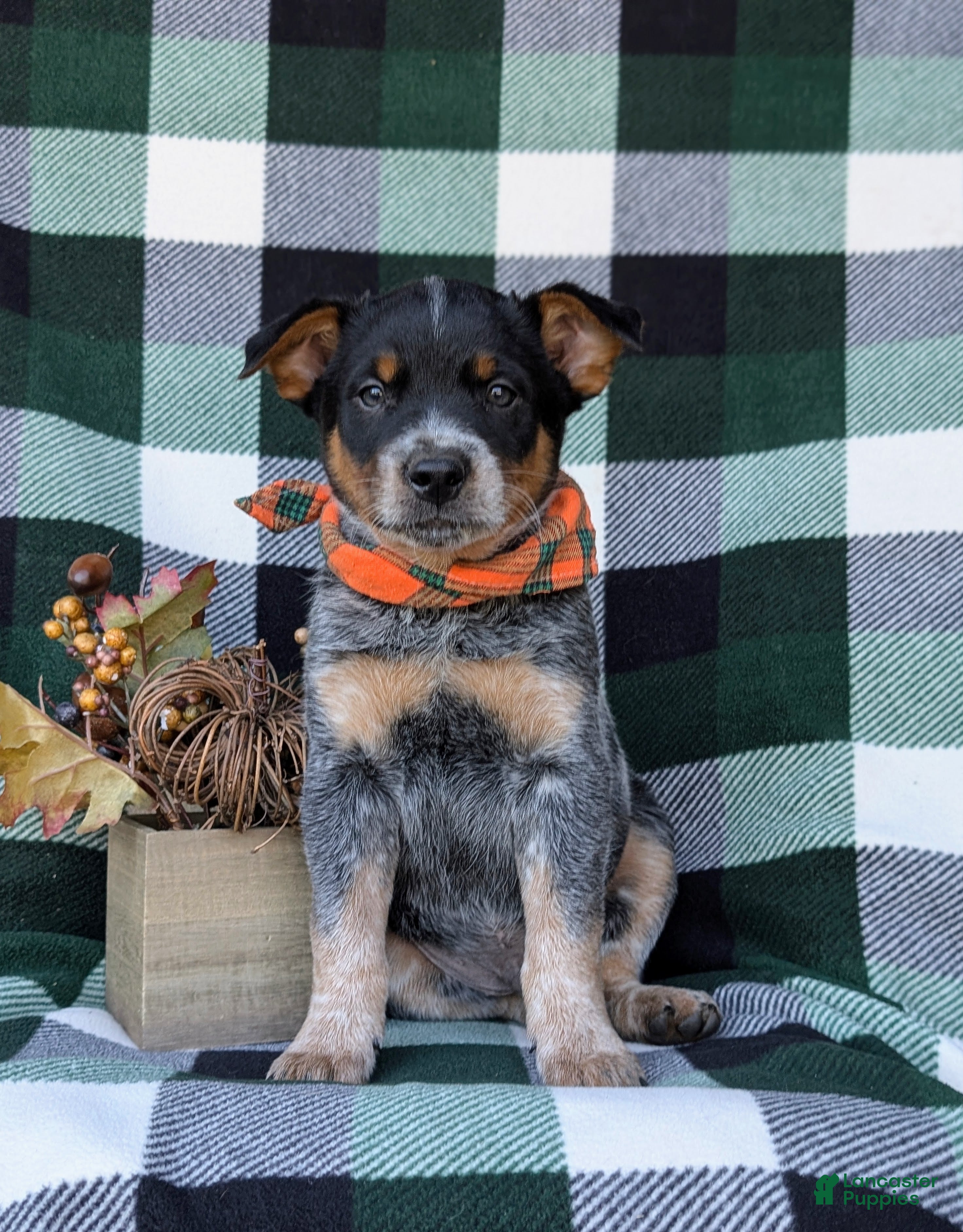 Australian Cattle Dog Puppies for sale in Pennsylvania Lancaster