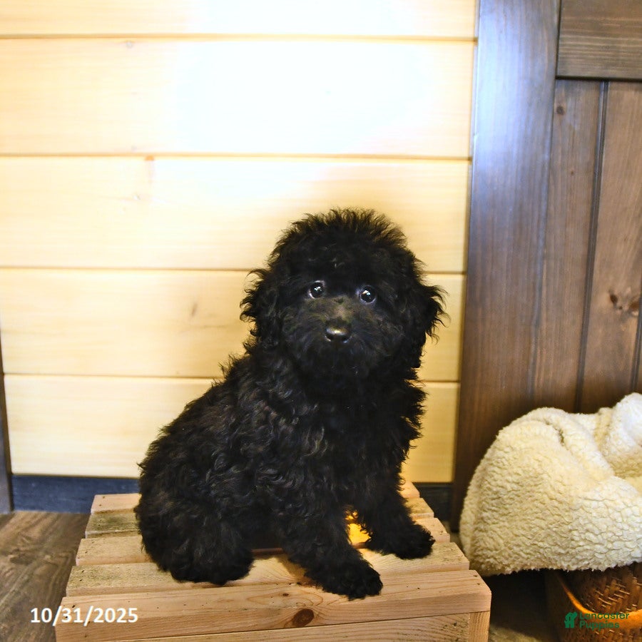 Miniature Poodle dogs Ebony - Ad 35