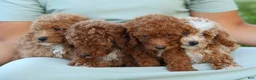 Miniature Poodle dogs for sale: Tyson 💙✨ - Ad 22