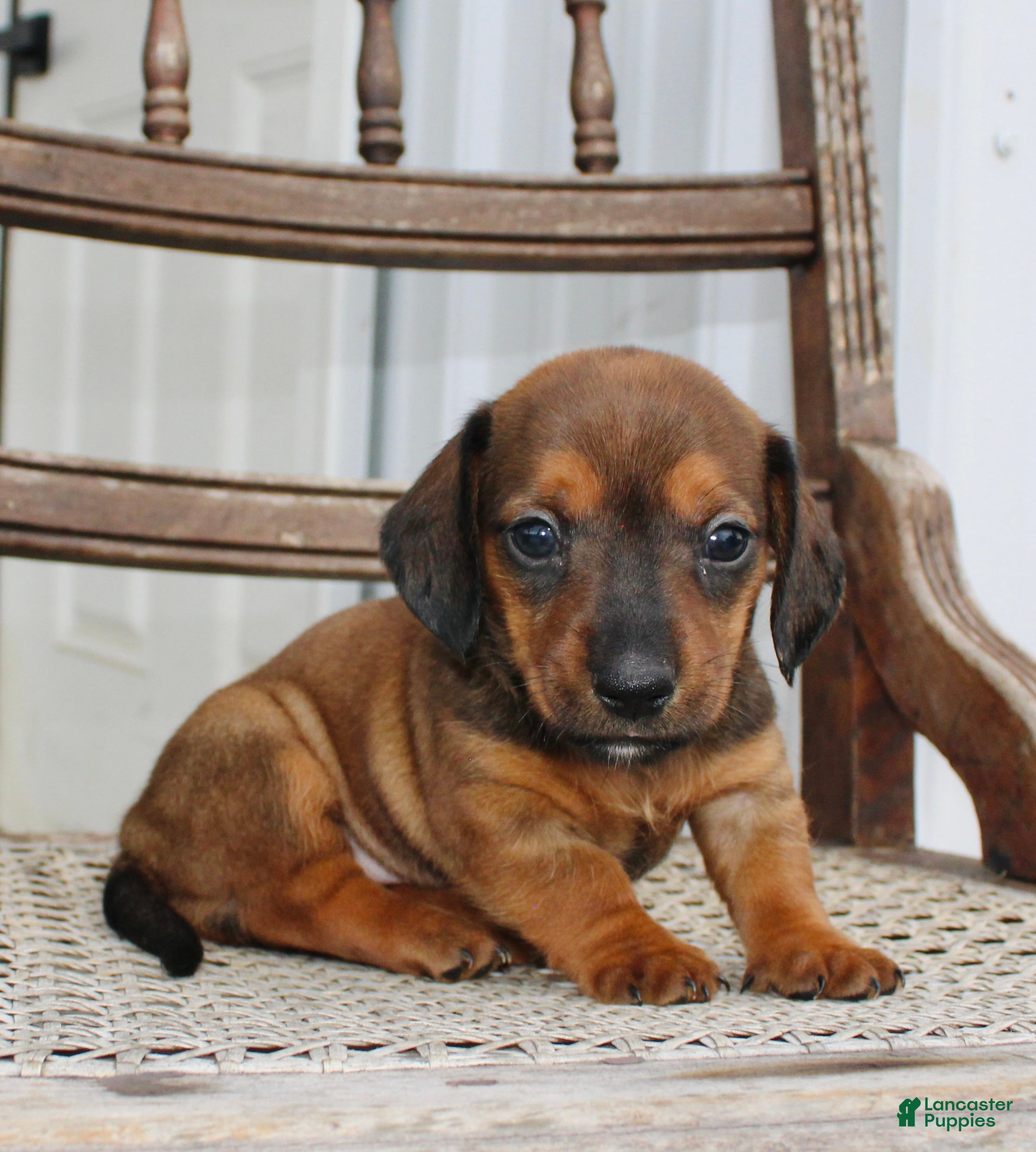 Miniature Dachshund dogs for sale: Ana - Ad 1