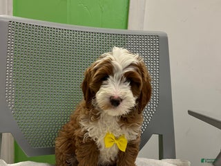 Mini Goldendoodle dogs - Ad 4