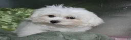 Maltese dogs for sale: Archie  - Ad 9
