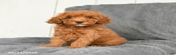 Toy Poodle dogs for sale: London - Ad 2