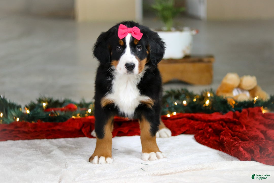 Bernese Mountain Dog dogs for sale: Katy - Ad 5