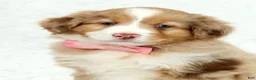 Australian Shepherd dogs for sale: Quinn - Ad 9