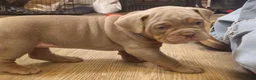 Olde English Bulldogge dogs for sale: Olde English Bulldogge 3 - Ad 6