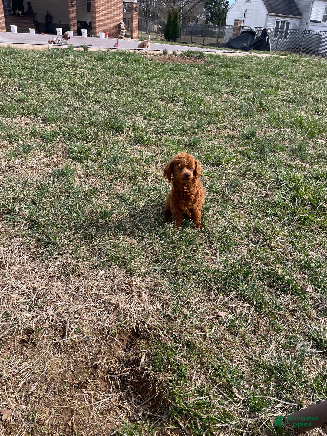 Toy Poodle dogs for sale: Toy Poodle Puppy 4 - Ad 12