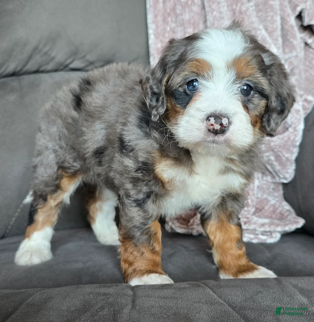 Mini Bernedoodle dogs for sale: Mini Izzy - Ad 13