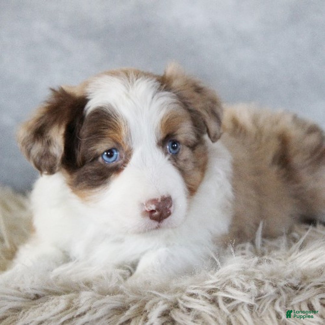 Australian Shepherd dogs for sale: Caty - Ad 4