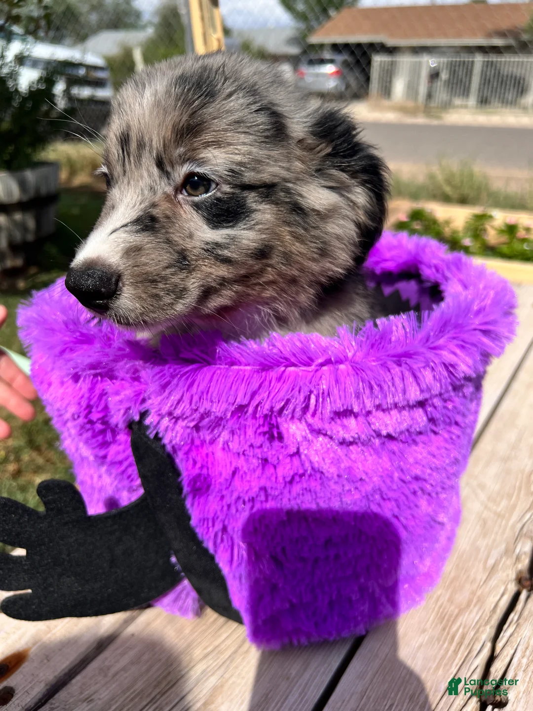 Mixed Breed dogs for sale: Green - Ad 1