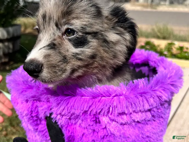 Mixed Breed dogs for sale: Green - Ad 20