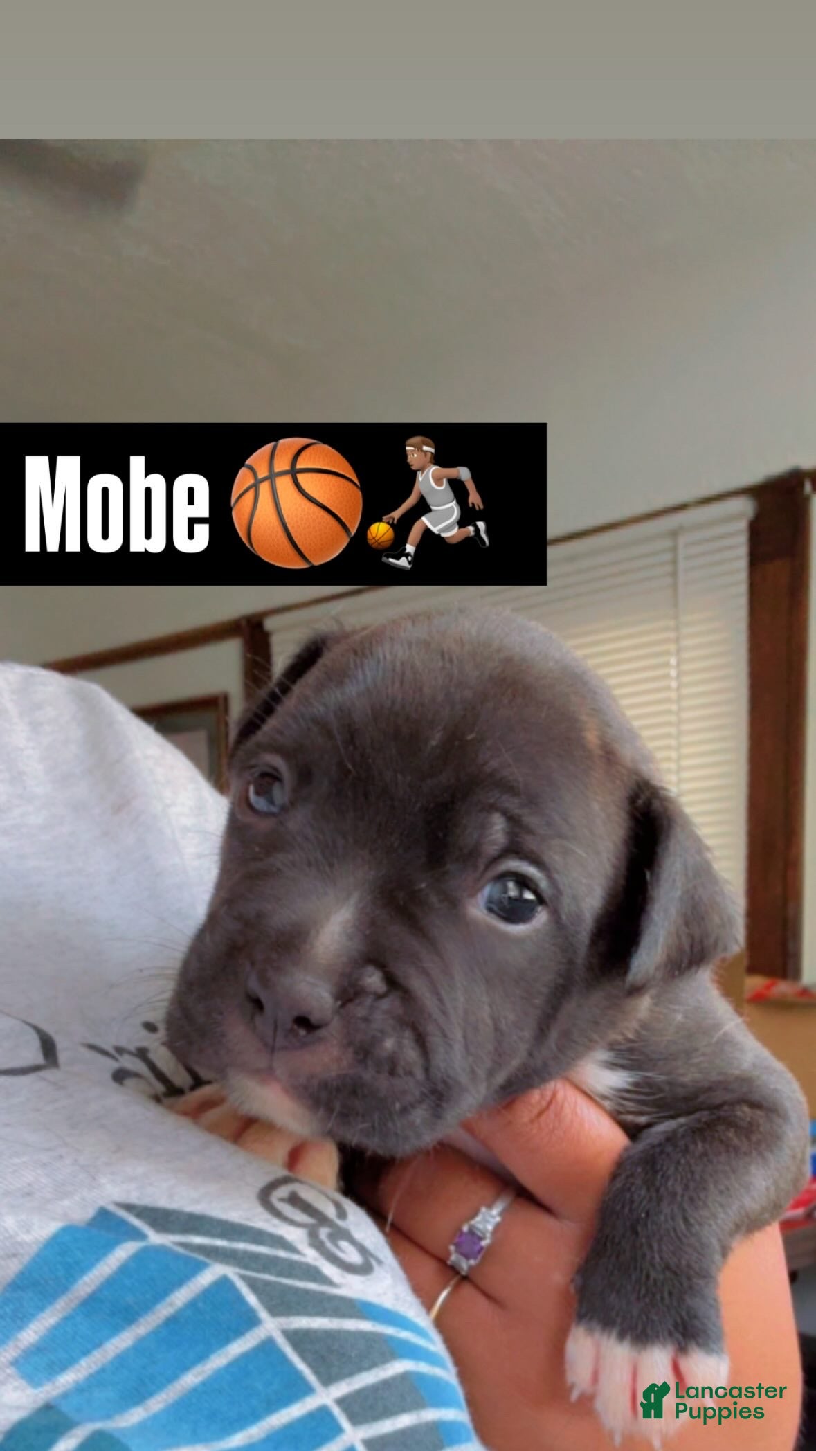 American Pit Bull Terrier dogs Mobe - Ad 24