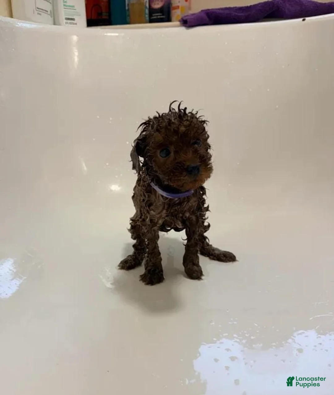 Cavapoo dogs for sale: Nicky - Ad 13