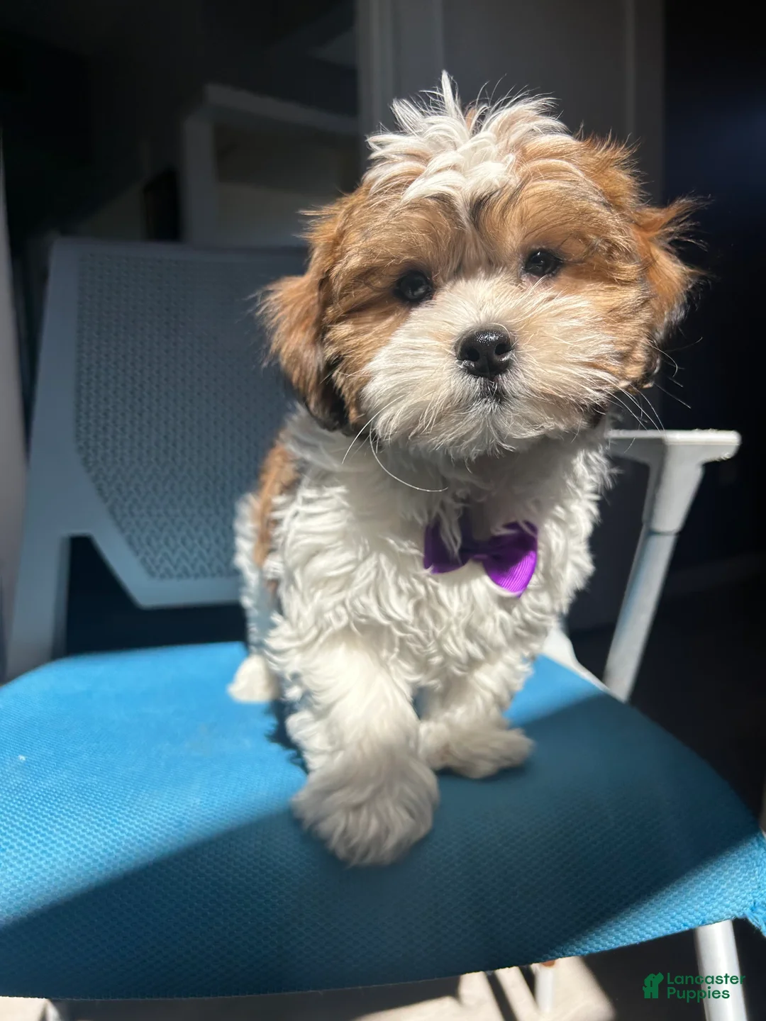 Malshi dogs for sale: Malshi Puppy 1 - Ad 2