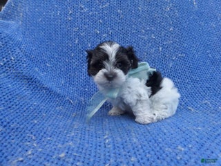 Shihpoo dogs Asher - Ad 12