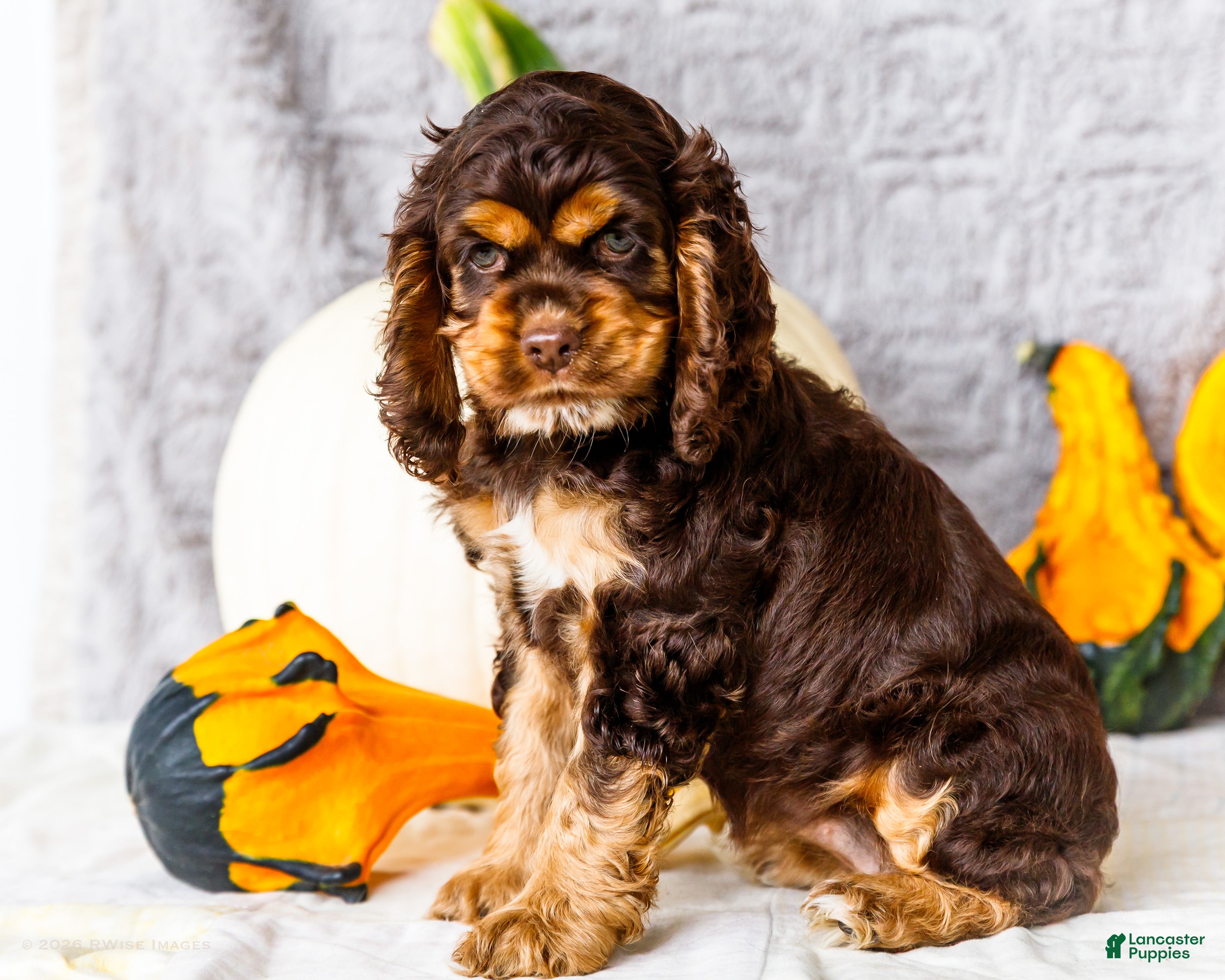 Cocker Spaniel dogs for sale: Polly - Ad 4