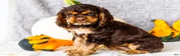Cocker Spaniel dogs for sale: Polly - Ad 1