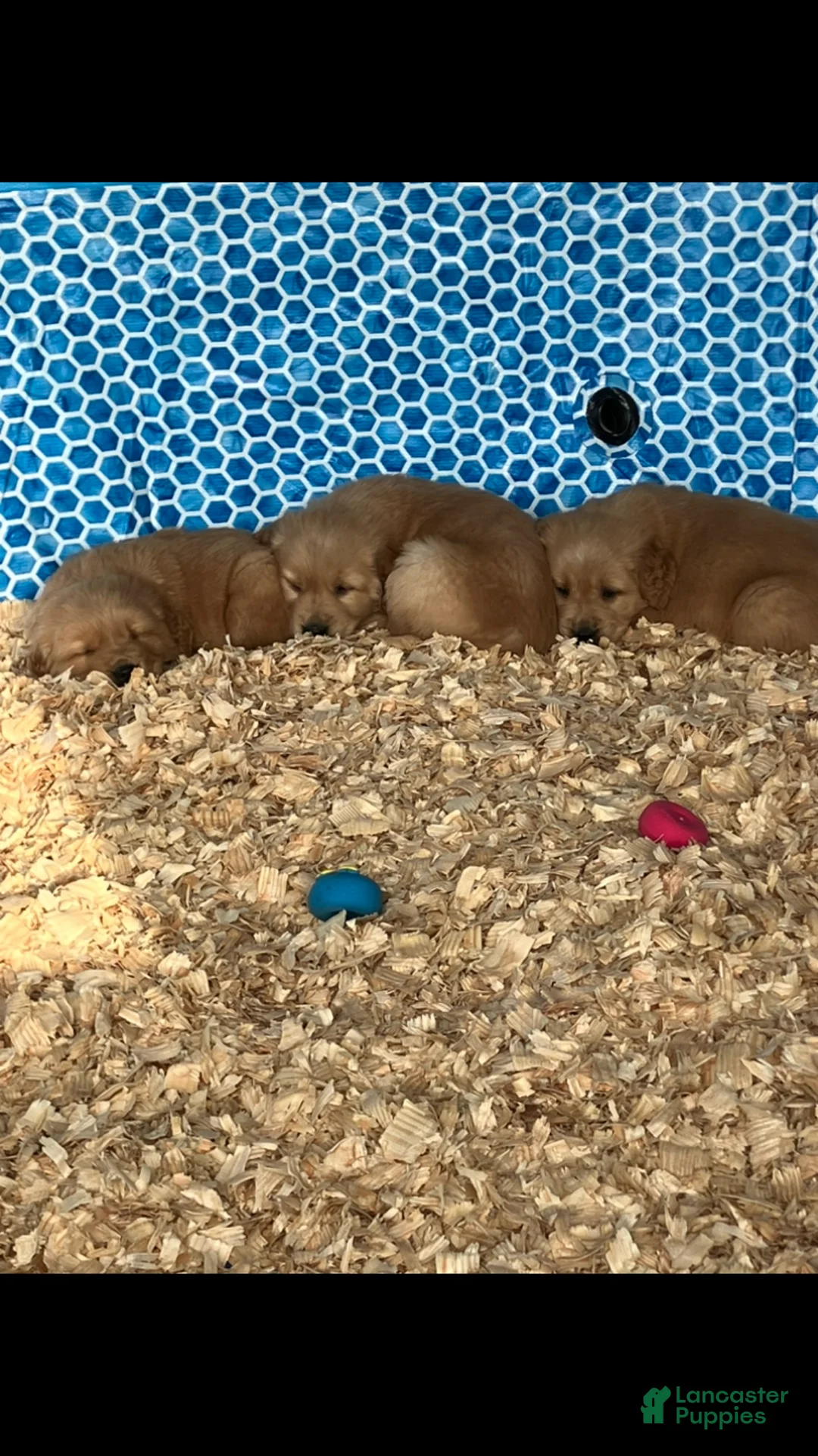 Golden Retriever dogs for sale: Golden Retriever Puppy 8 - Ad 7