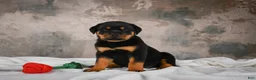 Rottweiler dogs for sale:  Callie 🌸 - Ad 4